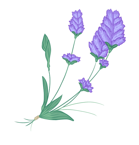 Lavender Sprigs